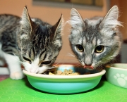 Alimentos Para Gatos e Cães (3)